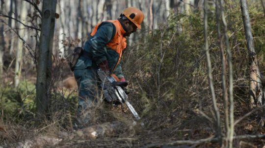 Lesy SR mali pri šiestich zákazkách porušiť zákon