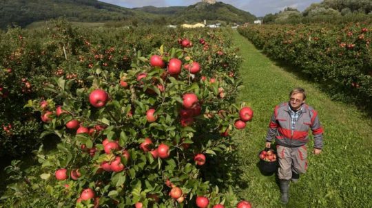 Vlani sa na Slovensku dopestovalo takmer 34 000 ton ovocia