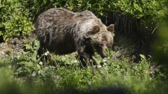 Krátko pred polnocou sa medveď prechádzal v centre Sabinova