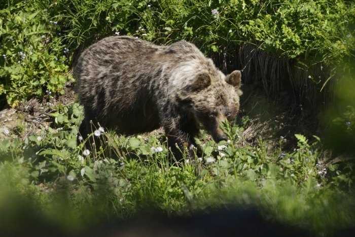 Krátko pred polnocou sa medveď prechádzal v centre Sabinova