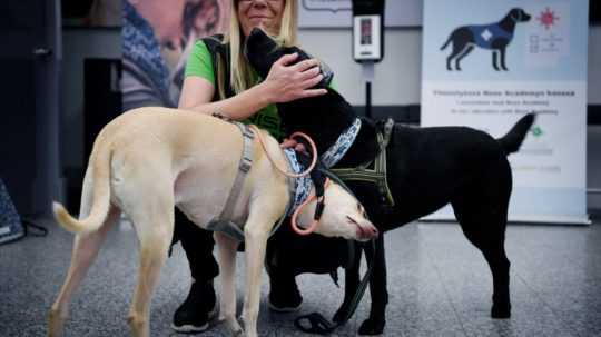 Psy ako detektor nákazy koronavírusom? Fínske letisko skúša ambiciózny projekt