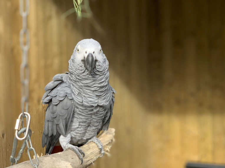 Londýnska zoo oddelila papagáje, ktoré sa pobádali k nadávaniu