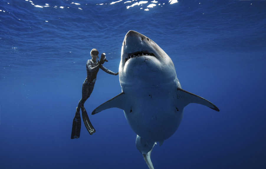 Tehotná žena zachránila manžela pred žralokom