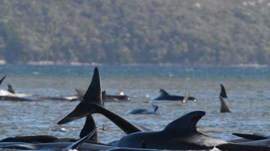Na tasmánskom pobreží uviazlo takmer 300 veľrýb