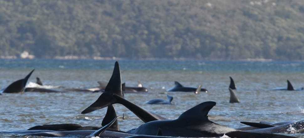 Na tasmánskom pobreží uviazlo takmer 300 veľrýb