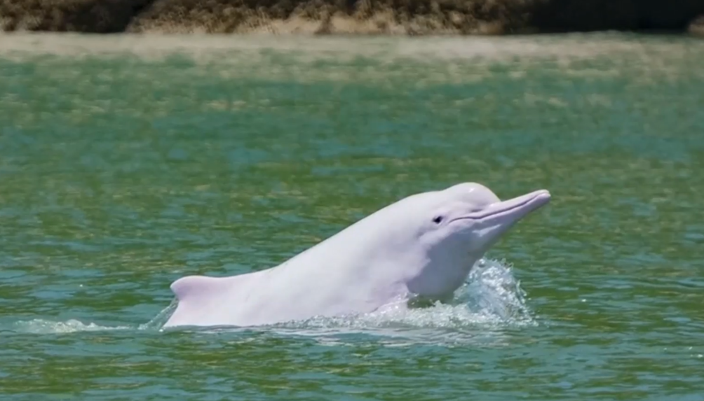 Do vôd v Hongkongu sa vrátili čínske biele delfíny