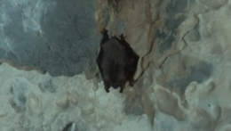 Areál hvezdárne v Žiline poskytol prezentáciu o živote netopierov