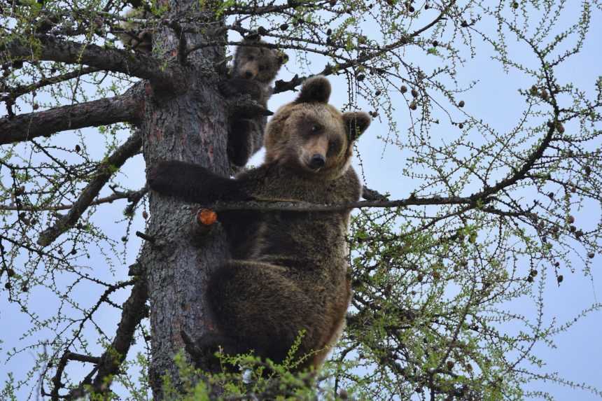 Medvede v tatranských osadách máme pre ich premnoženie, bránia sa vo Vysokých Tatrách