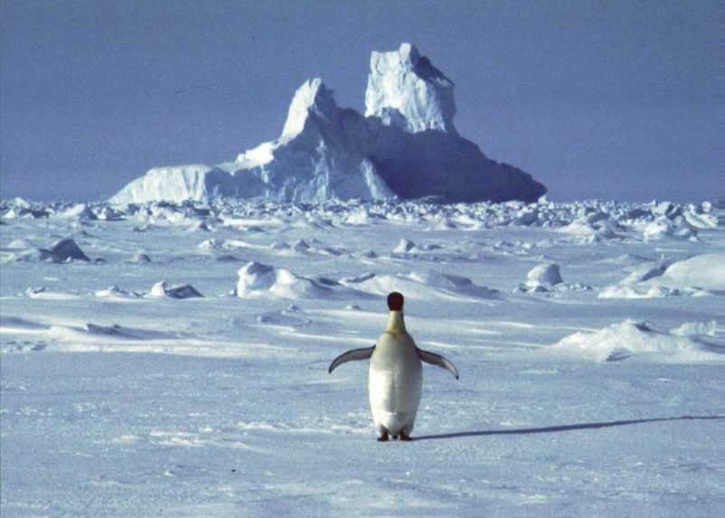 Kolónie tučniakov na Antarktíde objavili vďaka školskému projektu