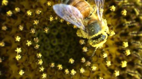 Na kvalitu medu v obchodoch si posvietili vedci z SAV