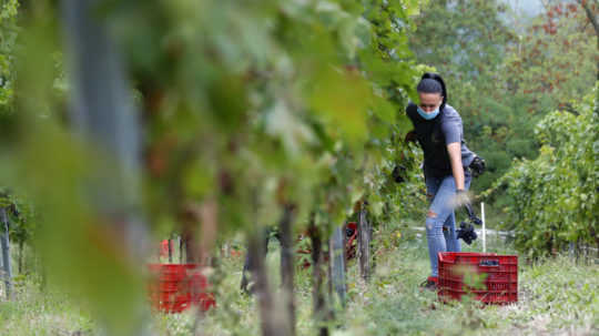 Vinohradníci žiadajú pomoc pri obnove vinohradov