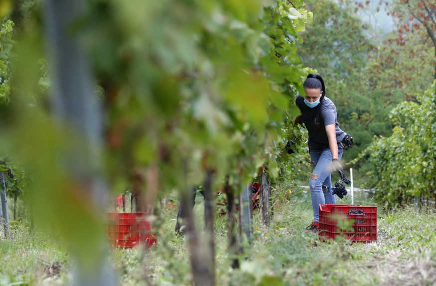 Vinohradníci žiadajú pomoc pri obnove vinohradov