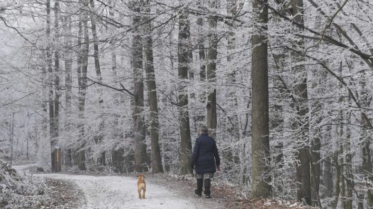ILustračná snímka - žena so psom kráča zamrznutým lesom