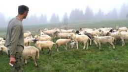 Útoky vlkov na ovce sa stupňujú, chovatelia sú s poľovníkmi za jedno