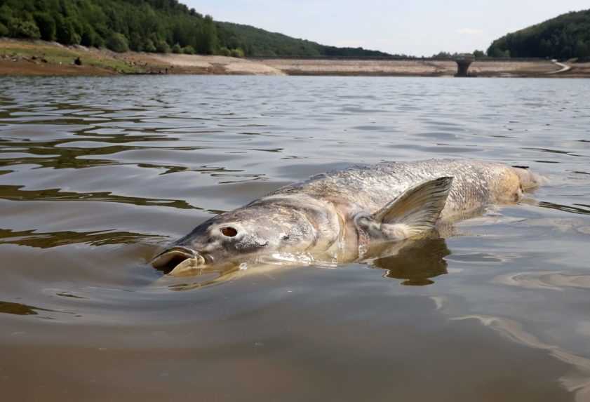 Na českej rieke Bečva sa opäť objavila pena, hlásia aj uhynuté ryby