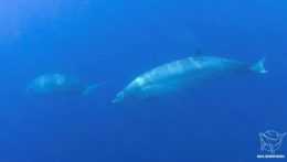 Nový druh veľryby? Vedci hlásia nečakaný objav