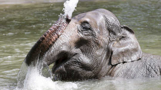 Namíbia vyhlásila aukciu, predá 170 slonov