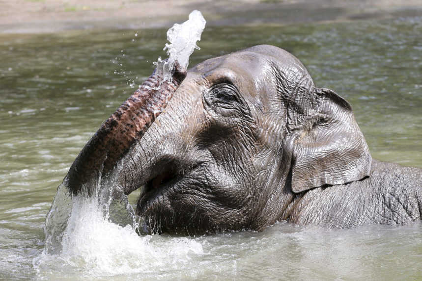 Namíbia vyhlásila aukciu, predá 170 slonov