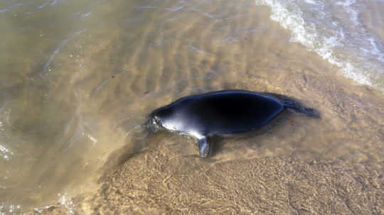 Rusi vyšetrujú záhadný úhyn desiatok vzácnych tuleňov v Kaspickom mori