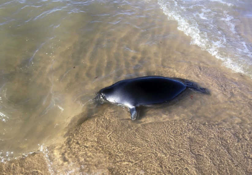 Rusi vyšetrujú záhadný úhyn desiatok vzácnych tuleňov v Kaspickom mori