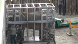 Slonice z bojnickej ZOO majú po 36 rokoch nový domov