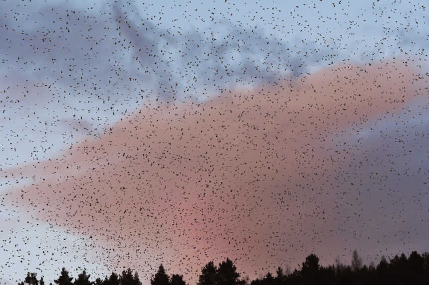 Na Slovensko zamierilo prečkať zimu viac ako milión vtákov