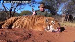 Muž zo Slovenska zabil v Afrike tigra, následne ním propagoval podnikanie