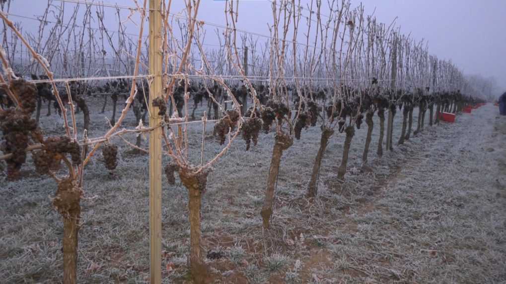 Teploty klesli výraznejšie pod nulu, vinári pozbierali ľadové hrozno