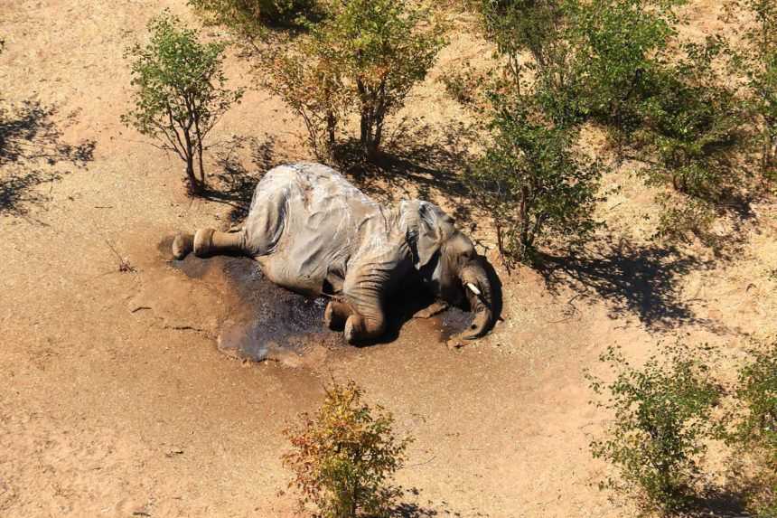 Zrejme sa otrávili. Na juhu Afriky uhynulo jedenásť slonov
