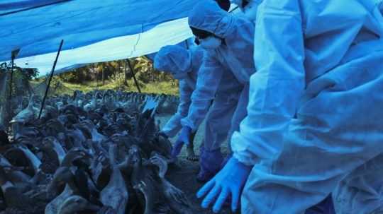 Vtáčia chrípka sa šíri naprieč Slovenskom, agrorezort potvrdil ďalšie prípady nákazy