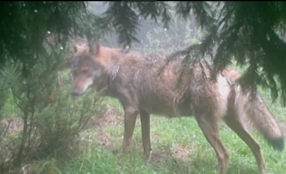 Po dlhých rokoch sa na Slovensku definitívne skončí lov vlka dravého