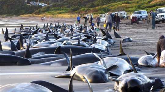 Na novozélandskej pláži uviazli desiatky delfínov