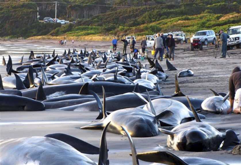 Na novozélandskej pláži uviazli desiatky delfínov