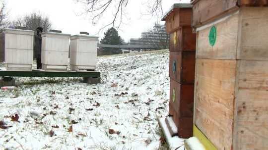 Miera ochrany včiel by sa mala na Slovensku zvýšiť ešte v tomto roku