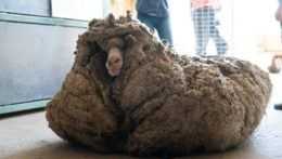 Stratenú ovcu našli po piatich rokoch, potom ju zbavili 35 kíl vlny