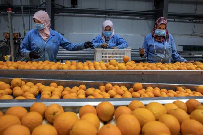 Sevilla má priveľa pomarančov, bude z nich vyrábať elektrinu