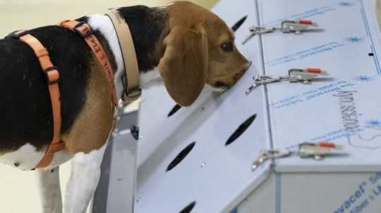 Cvičené psy odhaľujú koronavírus, ich čuch je spoľahlivý na 94 %