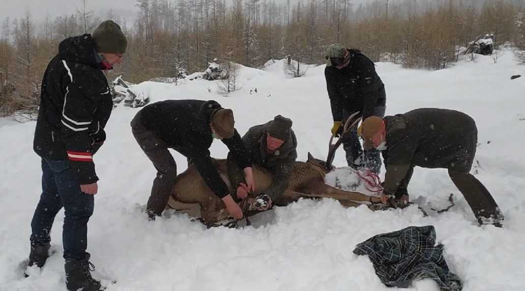 Agresívneho tatranského jeleňa, ktorému hrozilo zastrelenie, odchytili. Dostal nový domov