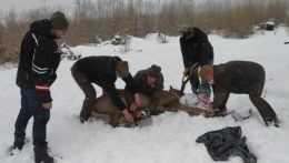 Agresívneho tatranského jeleňa, ktorému hrozilo zastrelenie, odchytili. Dostal nový domov