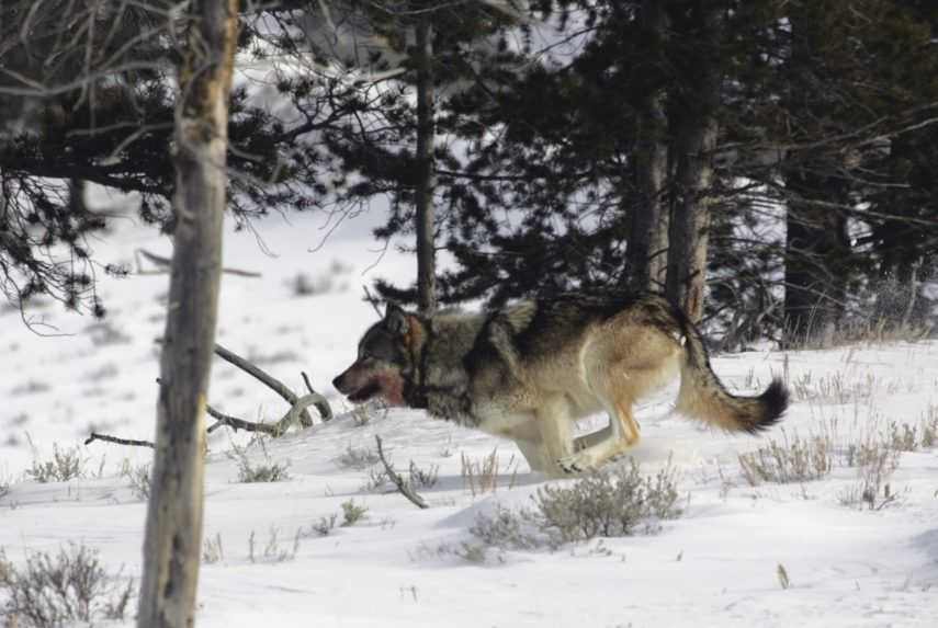 Vlk dravý bude chráneným živočíchom, Budaj podpísal vyhlášku