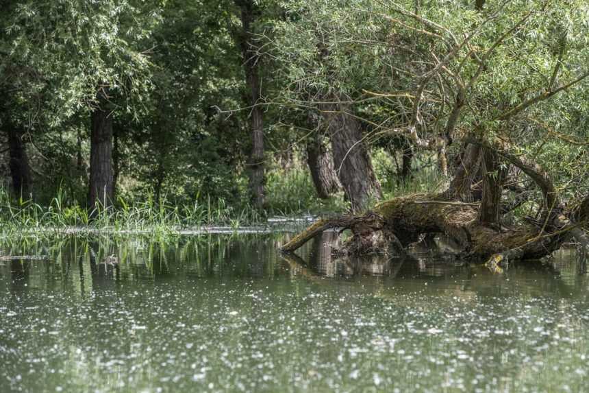 Umelé záplavy pomáhajú oživiť prírodu na brehoch Dunaja