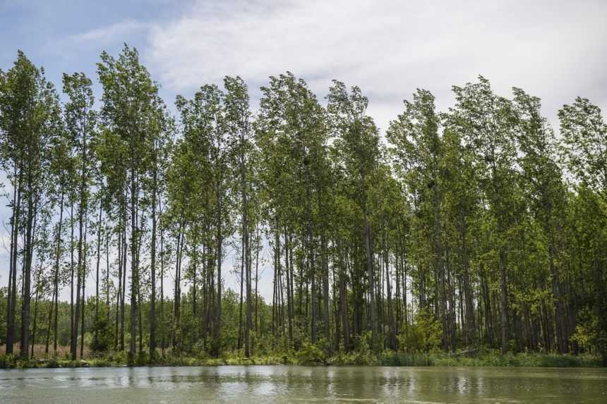 Umelé záplavy pomáhajú oživiť prírodu na brehoch Dunaja