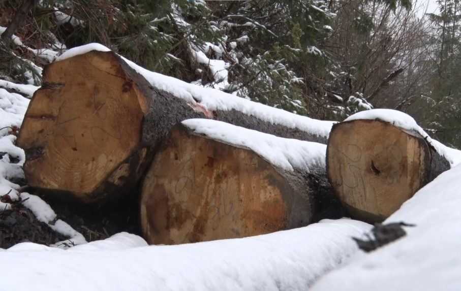 Ťažba dreva na Kysuciach: Miestni majú podozrenie, že pília aj zdravé stromy