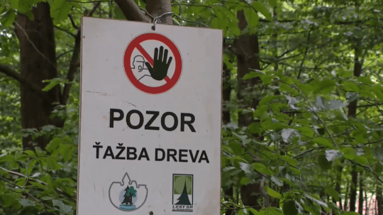 Bratislava sa so štátnymi lesmi dohodla na znížení ťažby dreva