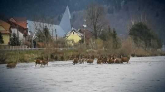 Nezvyčajný úkaz v Pieninách, jelene migrovali cez rieku