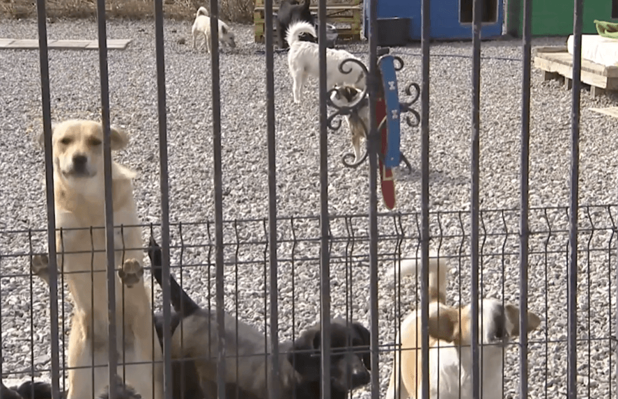 Košice majú po vyše roku karanténnu stanicu pre túlavé zvieratá