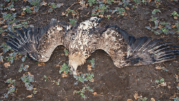 Po otrave jedom uhynuli na Záhorí desiatky vzácnych dravcov