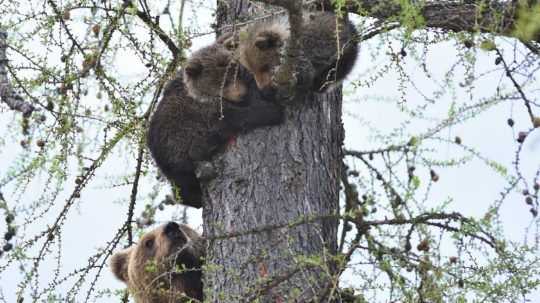 Ochranári budú monitorovať mláďatá, ktoré ostali po usmrtenej medvedici