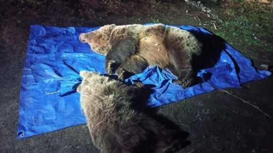Ochranári v Tatrách usmrtili medvedicu s mláďaťom. Ďalšie medvieďatá ušli do lesa