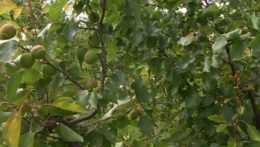 Úroda ovocinárov príjemne prekvapila, jahody či čerešne však budú drahšie